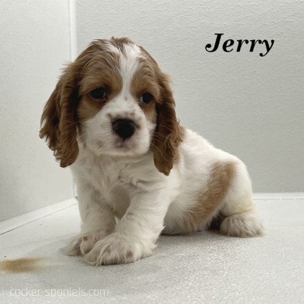 puppy, for, sale, Cocker Spaniel, Joe & Cherri  Overlease, dog, breeder, Miller, MO, dog-breeder, puppy-for-sale, forsale, nearby, find, puppyfind, locator, puppylocator, aca